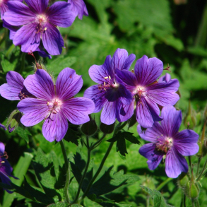 Geranium magnificum - Storkenb 1L