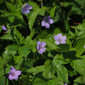 Geranium nodosum - Knudret Storkenb