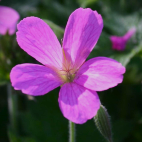 Geranium oxonianum Betty Catchpole - Storkenb