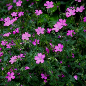 Geranium oxonianum Claridge Druce - Storkenb