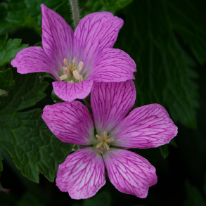 Geranium oxonianum Knigshof - Storkenb