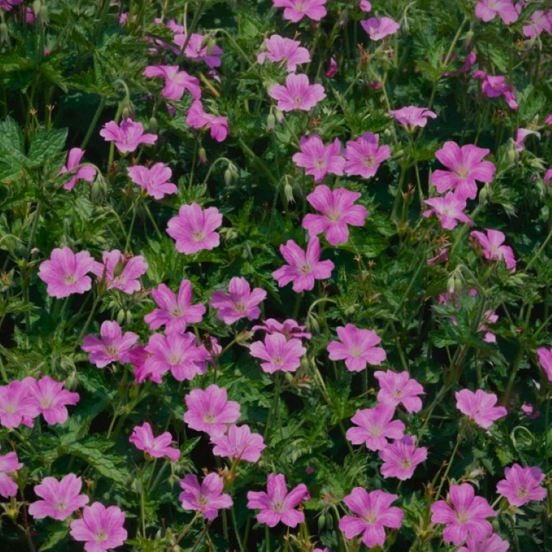 Geranium oxonianum Rdbylund - Storkenb