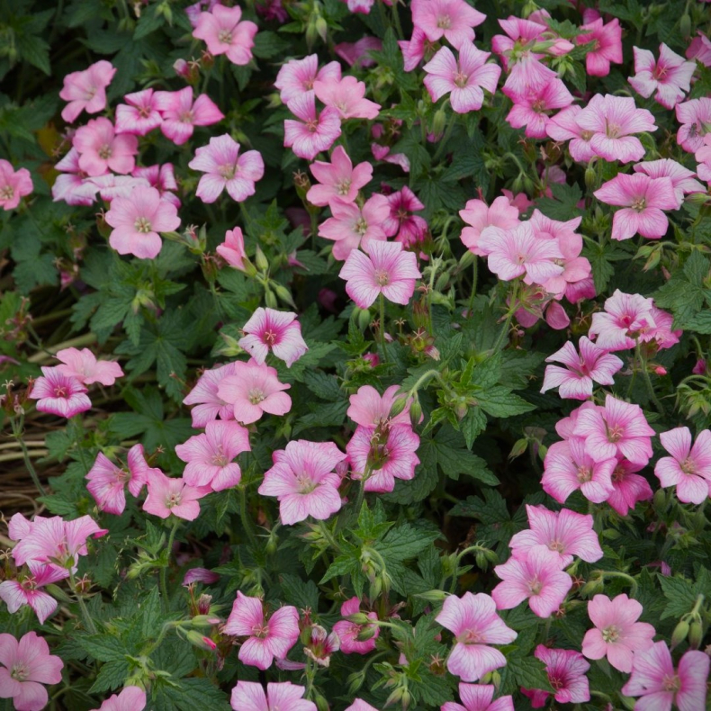 Geranium oxonianum Rose Clair - Storkenb