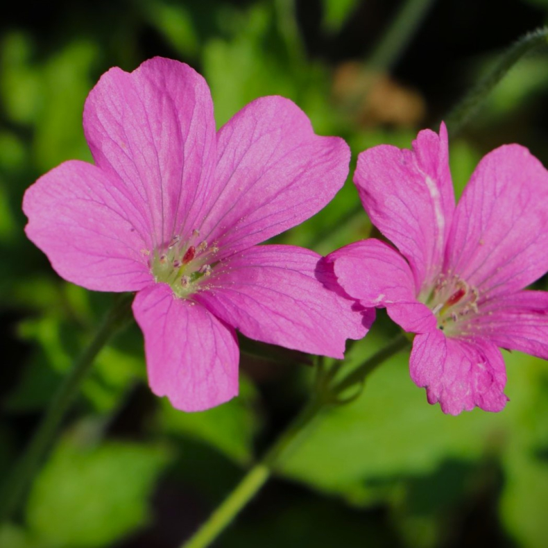 Geranium oxonianum Rosenlicht - Storkenb