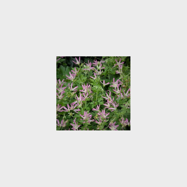 Geranium oxonianum Sherwood - Storkenb