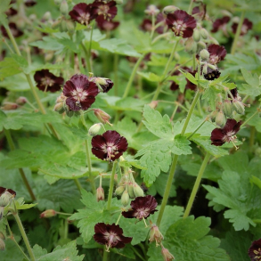 Geranium phaeum Angelina - B�lgekronet storken�b