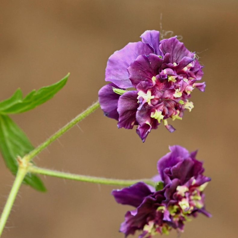 Geranium phaeum Joseph Green - Storkenb 2L