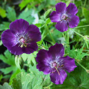 Geranium phaeum Lily Lovell - Blgekronet Storkenb