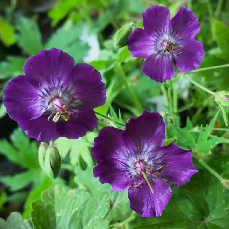Geranium phaeum Lily Lovell - Blgekronet Storkenb
