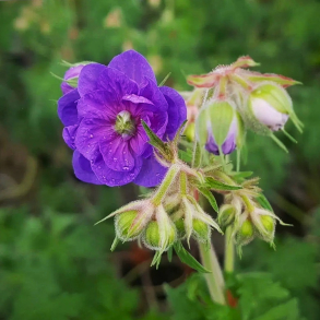 Geranium pra. plenum Violaceum - Engstorken�b