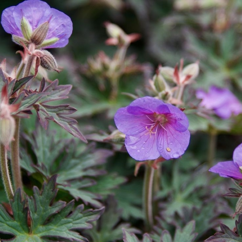 Geranium pratense Boom Chocolatta - Engstorkenb