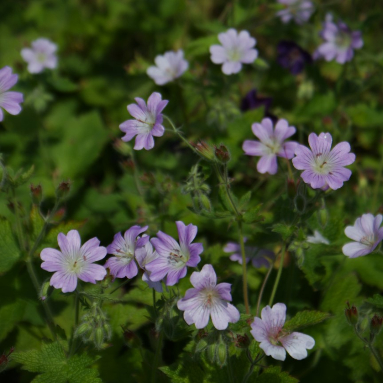 Geranium renardii Chantilly - Kaukasisk Storkenb