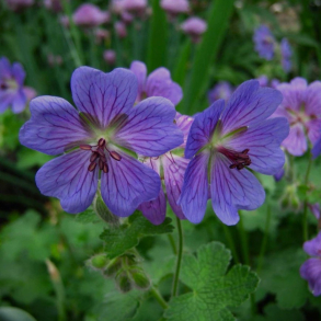 Geranium renardii Philippe Vapelle - Storkenb