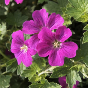 Geranium rivers Russell Prichard - Storkenb
