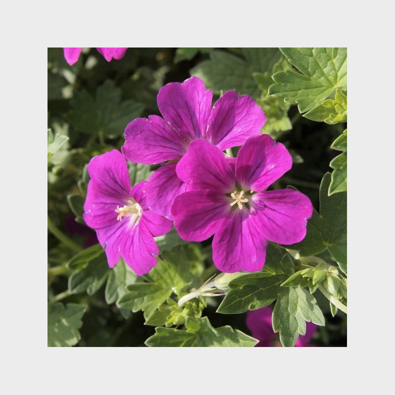 Geranium rivers Russell Prichard - Storken�b
