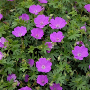 Geranium sanguineum - Blodrd storkenb
