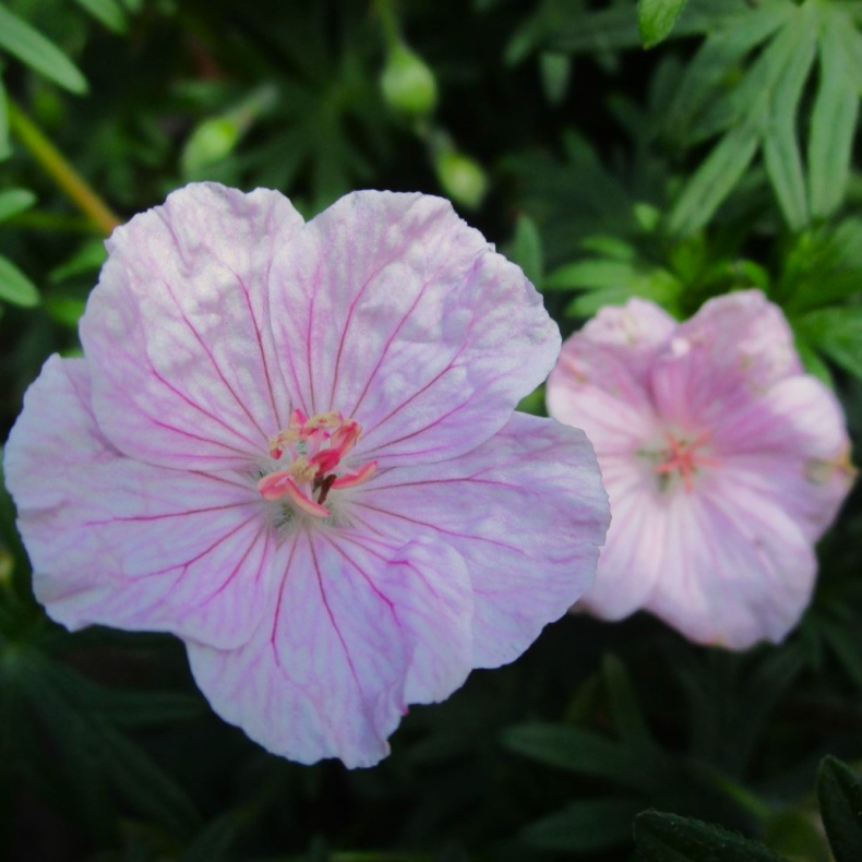 Geranium sanguineum Apfelbl�te - Storken�b 