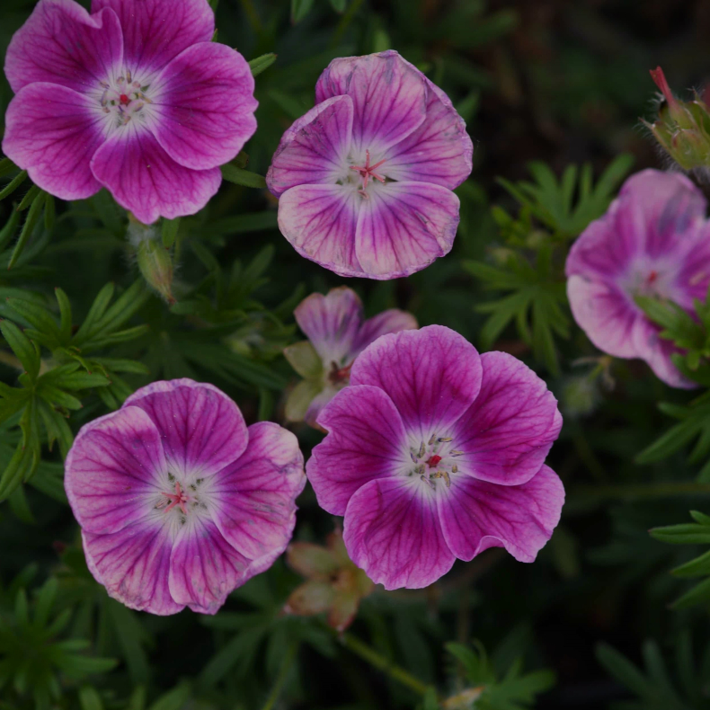 Geranium sanguineum Elke - Storkenb 1L