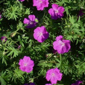 Geranium sanguineum Elsbeth - Blodr�d storken�b