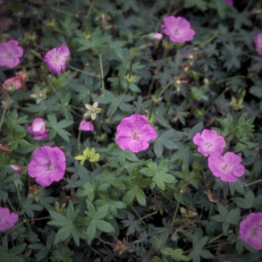 Geranium sanguineum Inverness - Storkenb