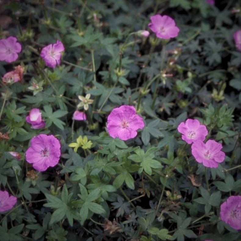 Geranium sanguineum Inverness - Storken�b