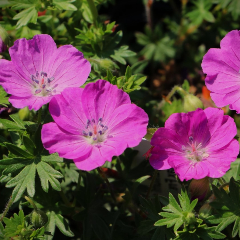 Geranium sanguineum Max Frei - Blodrd Storkenb