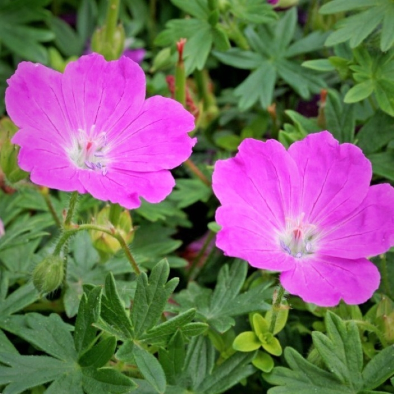 Geranium sanguineum New Hampshire Purple -  Blodr�d Storken�b 1L