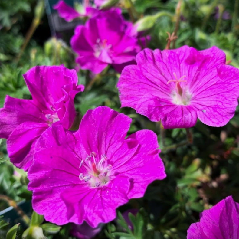 Geranium sanguineum Pink Diadem - Blodrd Storkenb