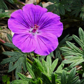 Geranium sanguineum Vision Violet - Storken�b