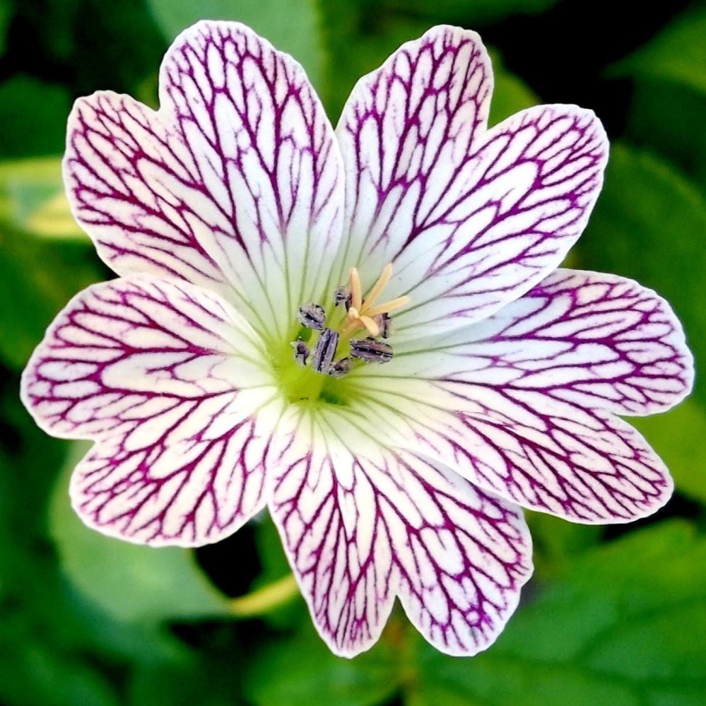 Geranium versicolor - Storkenb 