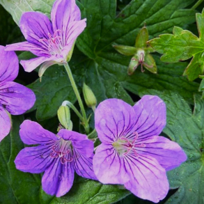 Geranium wlassovianum Type Crug Farm - Storkenb