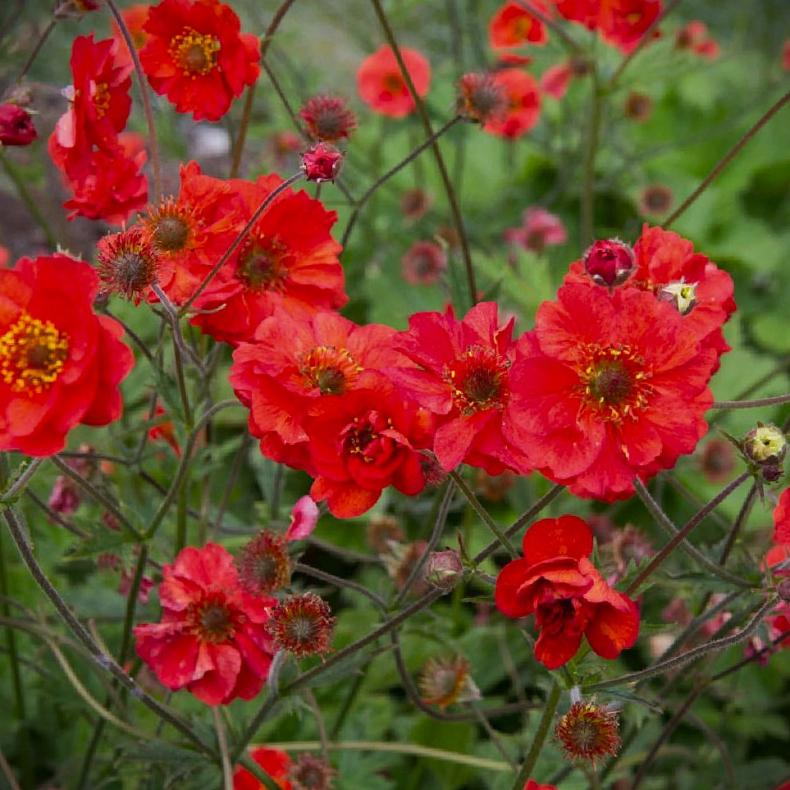 Geum hybrida Fiery Tempest - Nellikerod