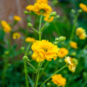 Geum chiloense Lady Stratheden - Nellikerod