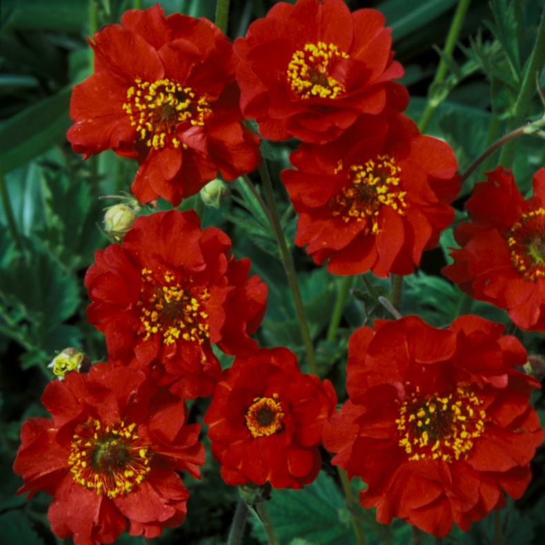 Geum chiloense Mrs. Bradshaw - Nellikerod