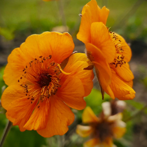 Geum coccineum Carlskaer - Nellikerod
