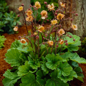 Geum coccineum Coppertone - Nellikerod
