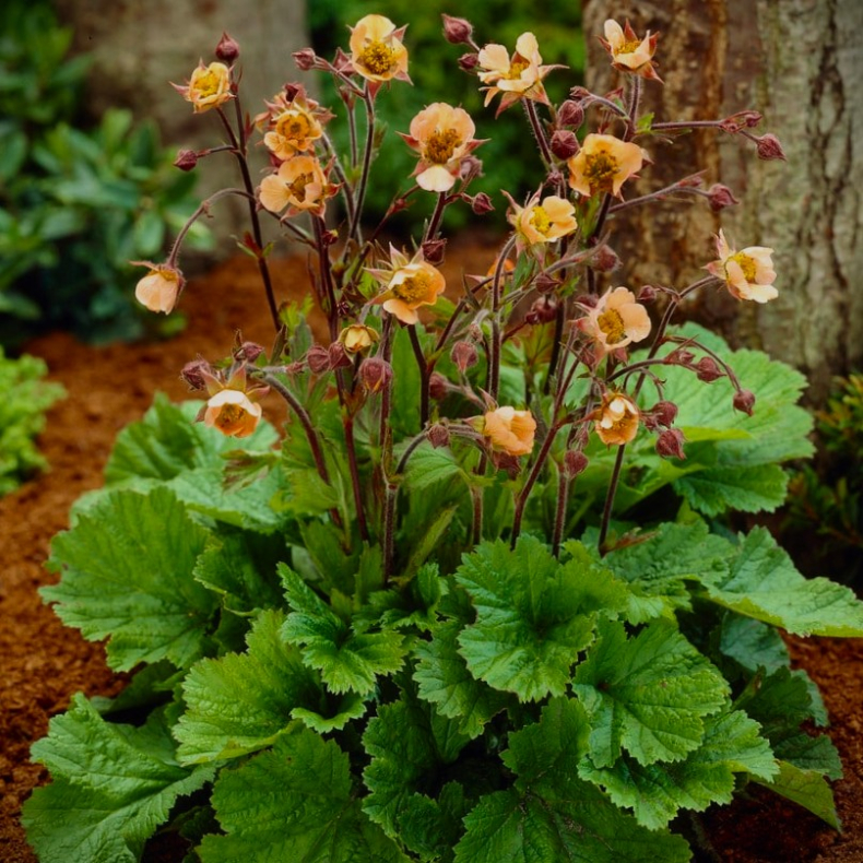 Geum coccineum Coppertone - Nellikerod