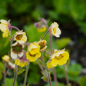 Geum coccineum Lemon Drop - Nellikerod