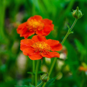 Geum coccineum Tosai - Nellikerod