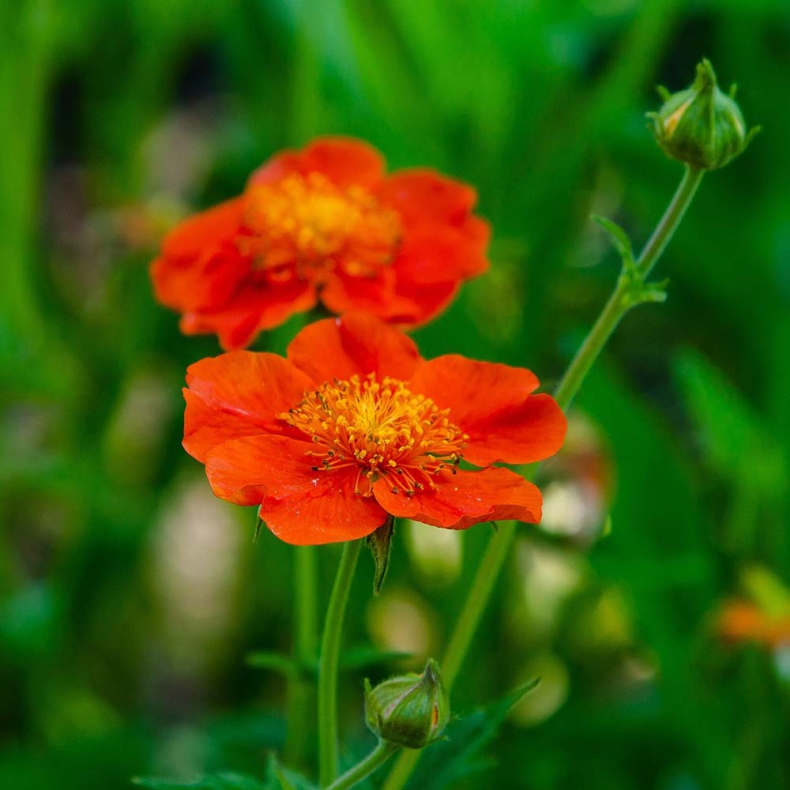 Geum coccineum Tosai - Nellikerod