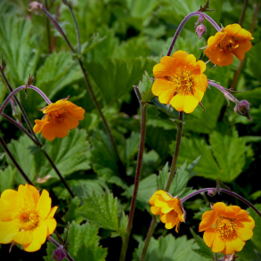 Geum heldreichii Georgenberg - Nellikerod