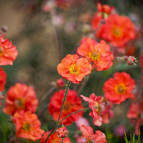 Geum hybrida Coral Tempest - Nellikerod