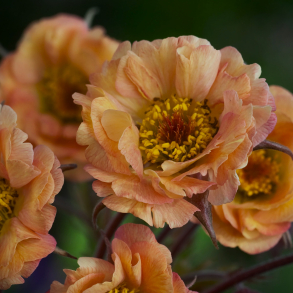 Geum hybrida Mai Tai - Nellikerod