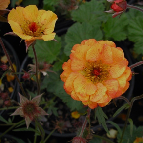 Geum hybrida Mango Lassi - Nellikerod
