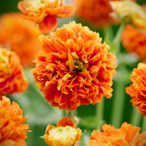Geum hybrida Orange Pumpkin - Nellikerod