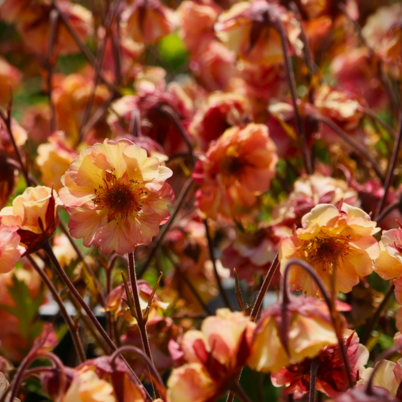 Geum hybrida Pretticoats Peach - Nellikerod