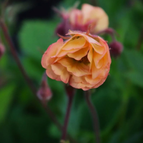 Geum hybrida Smokey Peach - Nellikerod