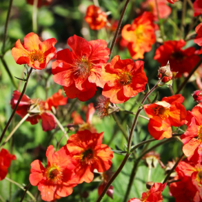 Geum hybrida Tempest Scarlet - Nellikerod