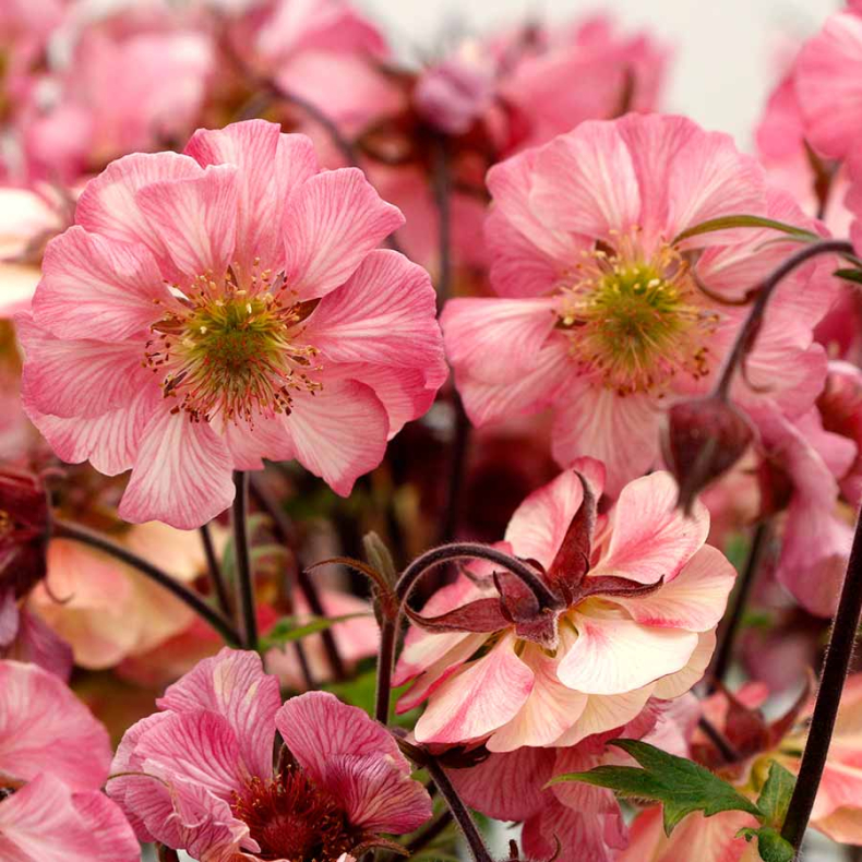Geum hybrida Tempo Rose - Nellikerod