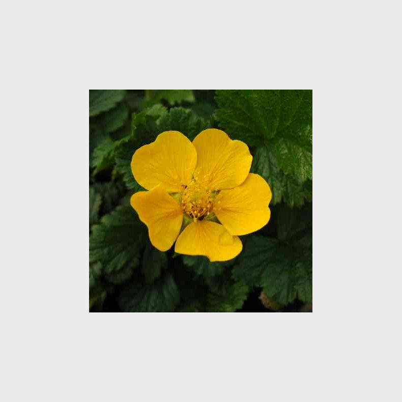 Geum montanum Diana - Bjergnellikerod